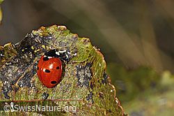Siebenpunkt-Marienkäfer (Coccinella septempunctata) (C357899)