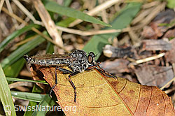 C357922: Kleine Raubfliege (Tolmerus pyragra)