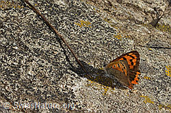 Kleiner Feuerfalter (Lycaena phlaeas) (C357942)