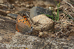 Kleiner Feuerfalter (Lycaena phlaeas) (16.10.2025, C357962)