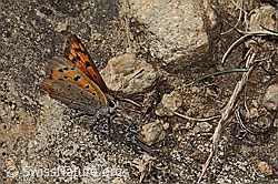 Kleiner Feuerfalter (Lycaena phlaeas) (C357964)