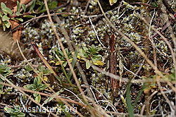 Verkannter Grashüpfer (Chorthippus mollis) (C357965) Verkannter Grashüpfer (Chorthippus mollis) (C357965)