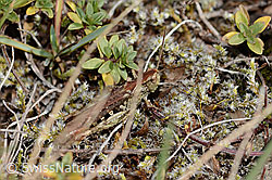 Verkannter Grashüpfer (Chorthippus mollis) (C357968) Verkannter Grashüpfer (Chorthippus mollis) (C357968)
