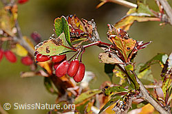 Gewöhnliche Berberitze (Berberis vulgaris) (C358050) Gewöhnliche Berberitze (Berberis vulgaris) (C358050)