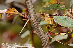 Gewöhnliche Berberitze (Berberis vulgaris) (C358052) Gewöhnliche Berberitze (Berberis vulgaris) (C358052)