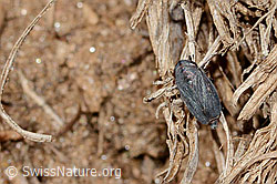 C358128: Thymianzirpe (Goniagnathus brevis)