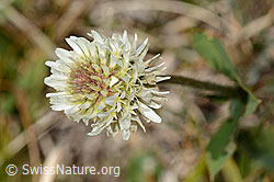 Berg-Klee (Trifolium montanum) (C358270)