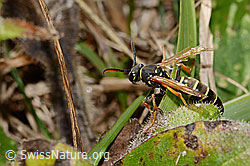 Berg-Feldwespe (Polistes biglumis) (18.10.2025, C358307)