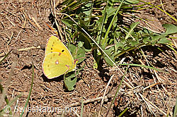 Postillon (Colias crocea) (C358338) Postillon (Colias crocea) (C358338)
