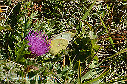 Postillon (Colias crocea) an Gewöhnlicher Kartäuser-Nelke (Dianthus carthusianorum)