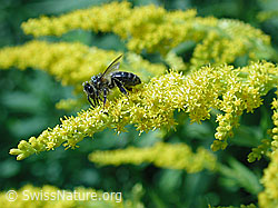 Honigbiene (Apis mellifera) auf Kanadischer Goldrute (Solidago canadensis) (DSCN0627) Honigbiene (Apis mellifera) auf Kanadischer Goldrute (Solidago canadensis) (DSCN0627)
