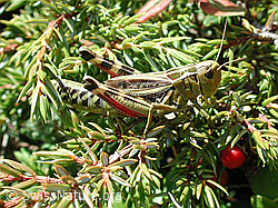 Foto: Grosse Höckerschrecke (Arcyptera fusca)