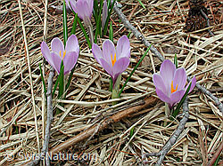 Foto: Krokus