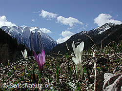 Foto: Frühlings-Krokus.