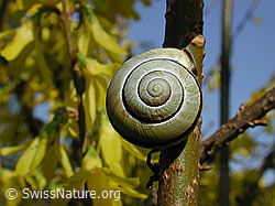Gartenschnirkelschnecke (Cepaea hortensis) (DSCN2752) Gartenschnirkelschnecke (Cepaea hortensis) (DSCN2752)