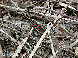 DSCN3073: Knappe (Spilostethus saxatilis)