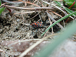 DSCN3075: Bodenwanze (Spilostethus saxatilis)