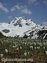 Foto: Weide mit Frühlings-Krokus, Bergfrühling