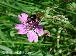 Gemeine Schnauzenschwebfliege (Rhingia campestris) an Pyrenäen-Storchschnabel (Geranium pyrenaicum) (DSCN3560) Gemeine Schnauzenschwebfliege (Rhingia campestris) an Pyrenäen-Storchschnabel (Geranium pyrenaicum) (DSCN3560)