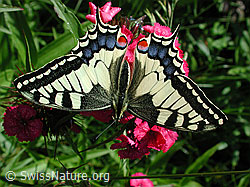 Schwalbenschwanz (Papilion machaon) auf Bart-Nelke (DSCN4107) Schwalbenschwanz (Papilion machaon) auf Bart-Nelke (DSCN4107)