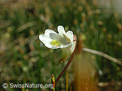 Foto: Alpen-Fettblatt, Blüte