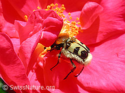 Foto: Gebänderter Pinselkäfer (Trichius fasciatus)