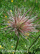 Foto: Verblühte Schwefelanemone
