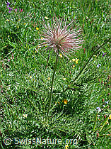 Foto: Verblühte Schwefelanemone