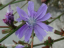 Foto: Wegwarte (Cichorium intybus)