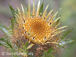 Foto: Gewöhnliche Golddistel