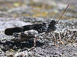 Foto: Blauflügelige Ödlandschrecke (Oedipoda caerulescens)