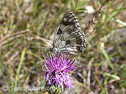 Foto: Schachbrett (Melanargia galathea) auf Blüte der Skabiosen-Flockenblume (Centaurea scabiosa)