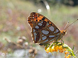 Foto: Kleiner Perlmuttfalter (Issoria lathonia)