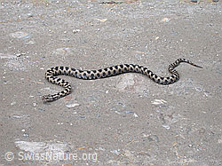 Foto: Aspisviper (Vipera aspis)