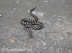 Foto: Aspisviper (Vipera aspis) in Angrifsstellung
