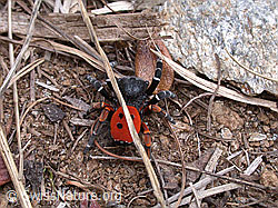 Rote Röhrenspinne (Eresus kollari), Männchen (DSCN7006) Rote Röhrenspinne (Eresus kollari), Männchen (DSCN7006)