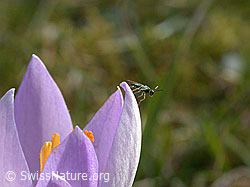 DSCN8409: Kleines Insekt auf Blüte einer Frühlings-Krokus