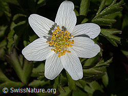 Buschwindröschen (Anemone nemorosa). (DSCN8504) Buschwindröschen (Anemone nemorosa). (DSCN8504)
