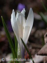 Foto: Frühlings-Krokus