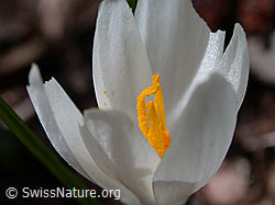 Foto: Frühlings-Krokus, Nahaufnahme