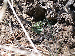 Foto: Kopf einer Smaragdeidechse (Lacerta bilineata)