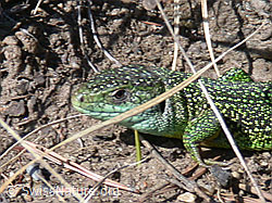 Foto: Smaragdeidechse (Lacerta bilineata)