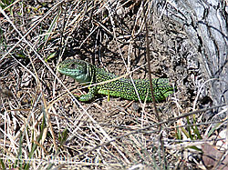 Foto: Smaragdeidechse (Lacerta bilineata)