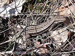 Foto: Mauereidechse (Podarcis muralis)