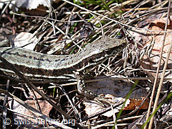 Foto: Mauereidechse (Podarcis muralis)