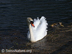 Foto: Höckerschwan (Cygnus olor) mit leuchtend weissen Federn