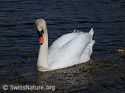 Foto: Höckerschwan (Cygnus olor), Ansicht von vorne