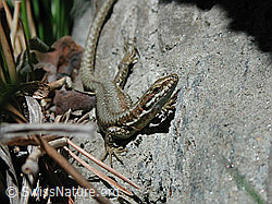 Foto: Mauereidechse (Podarcis muralis)