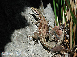 Foto: Mauereidechse (Podarcis muralis)