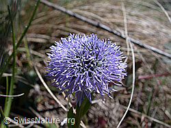 Photo: Gemeine Kugelblume, Blüte